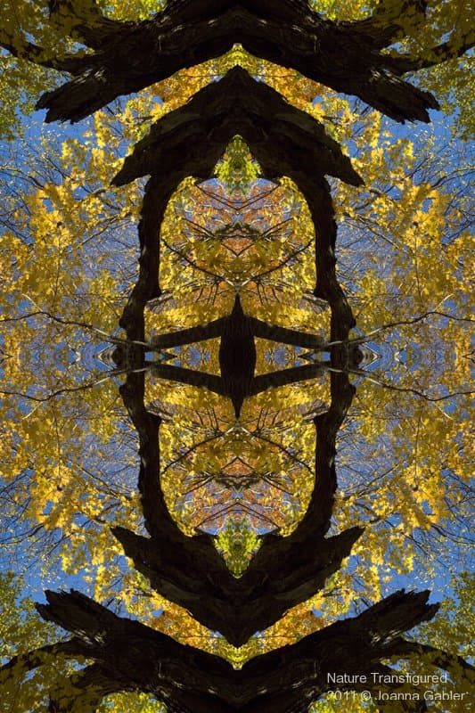 Maplepmb 2