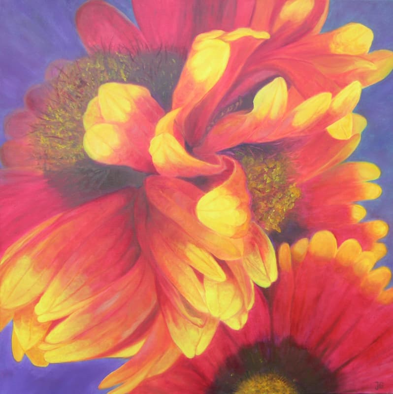 Gaillardia 2