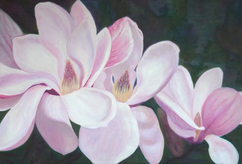 Magnolias