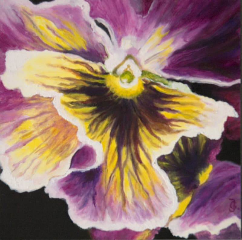 Pansy 1
