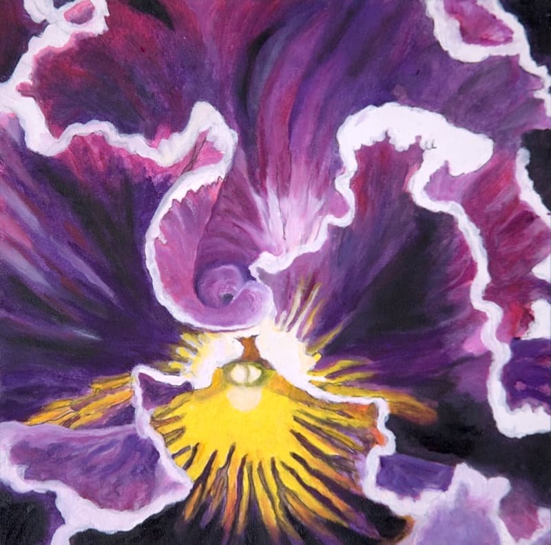 Pansy 4
