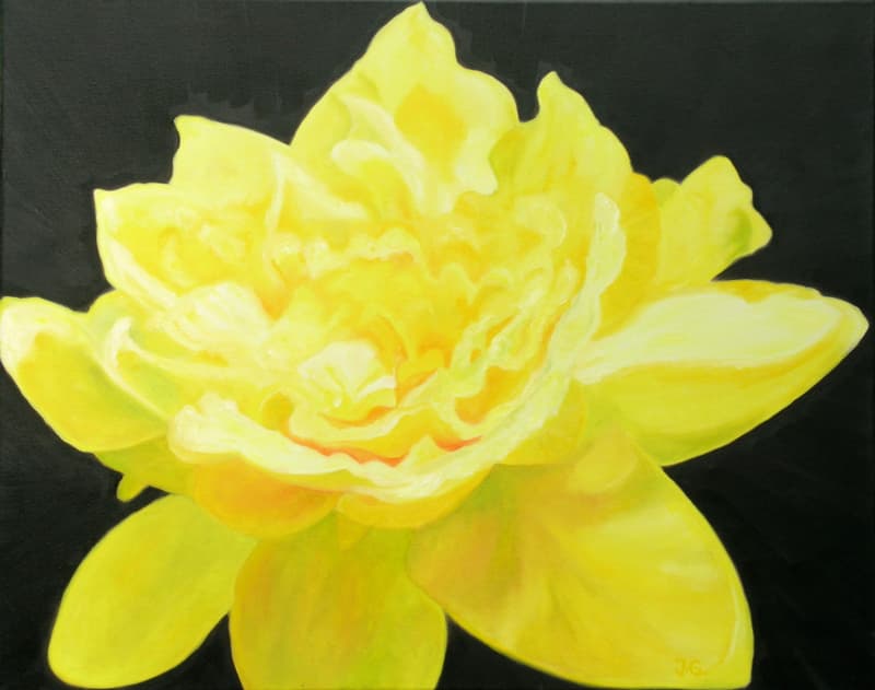 Daffodil — Spring Equinox