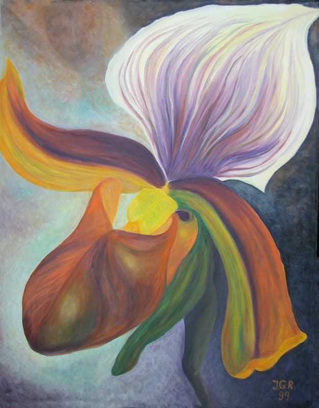 Paphiopedilum Orchid