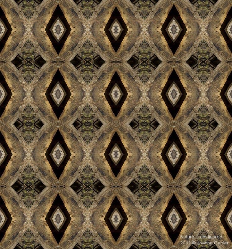 Patterns in Nature — view this gallery